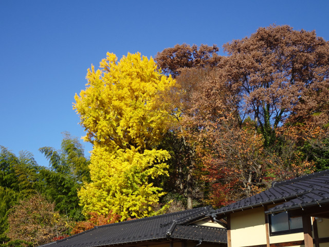 津久井湖城山公園（紅葉編）